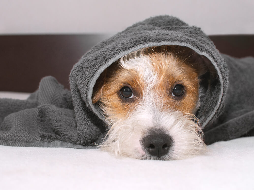 how often should you give a dog a bath in the winter