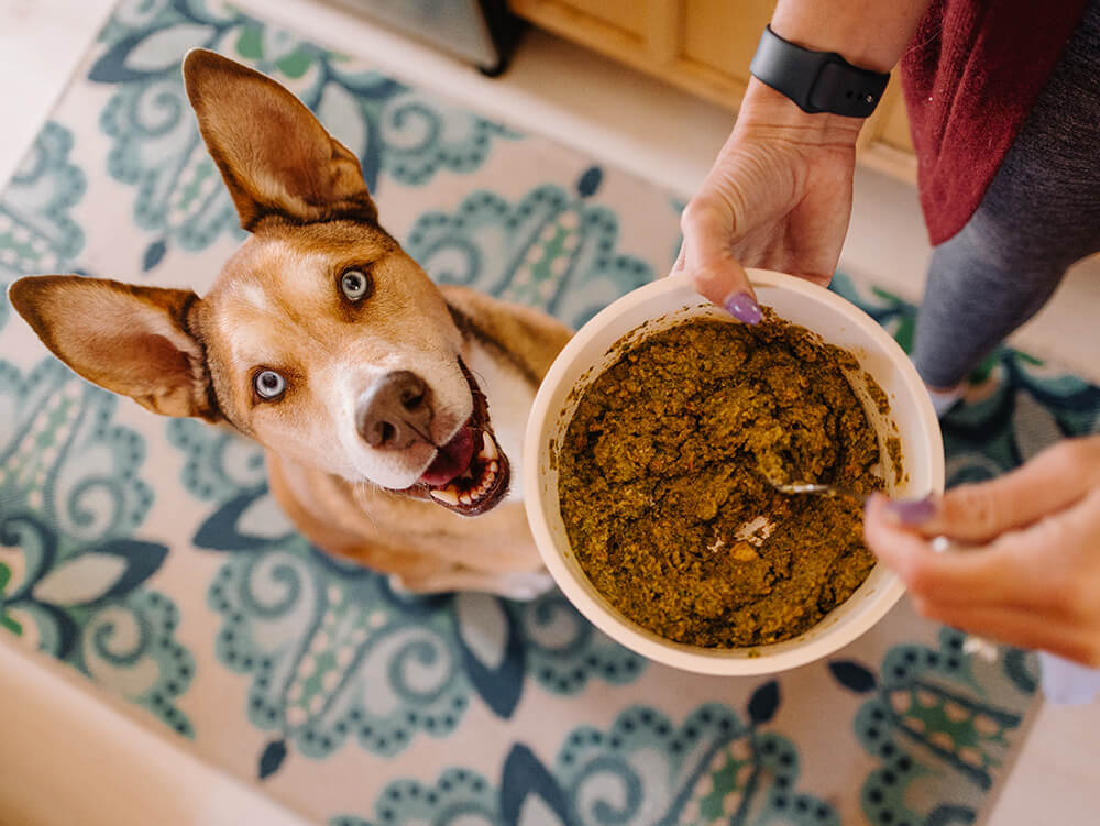 5 Questions You Might Have About Dehydrated Dog Food Only