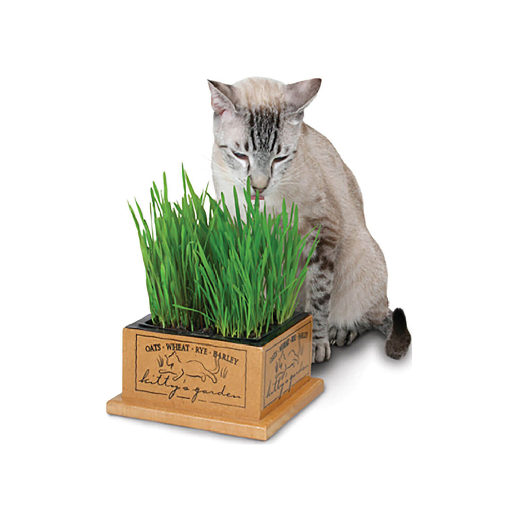 Cat hotsell grass kit