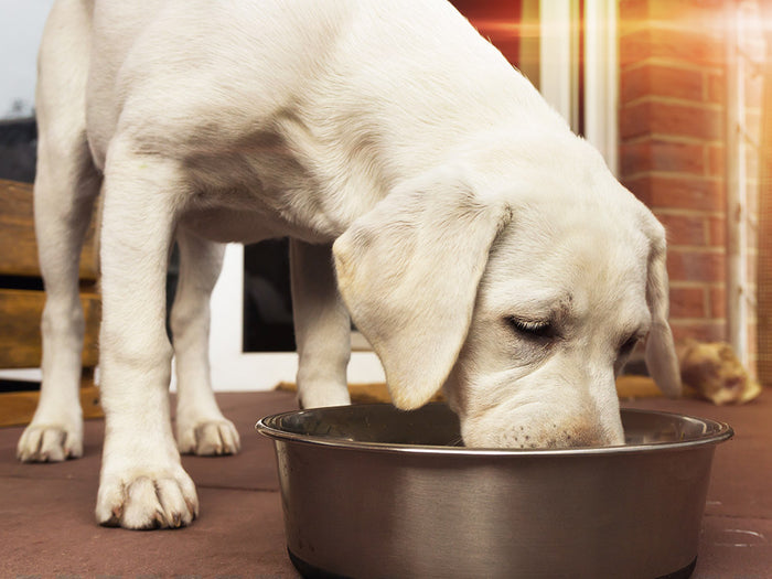 Choosing a Dog Food with Grain Only Natural Pet