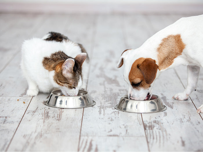 Is dog food 2025 safe for cats