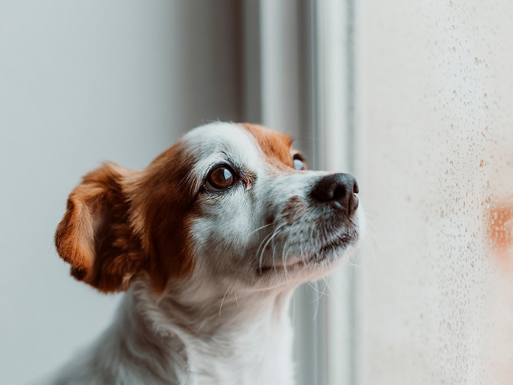 Can Dogs Be Depressed? | Only Natural Pet