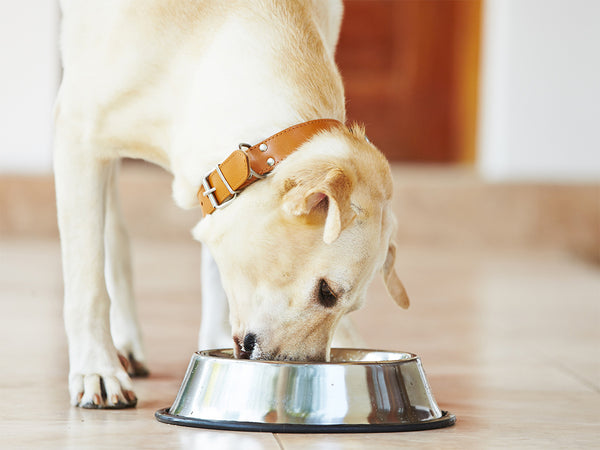 should i give my dog taurine supplements