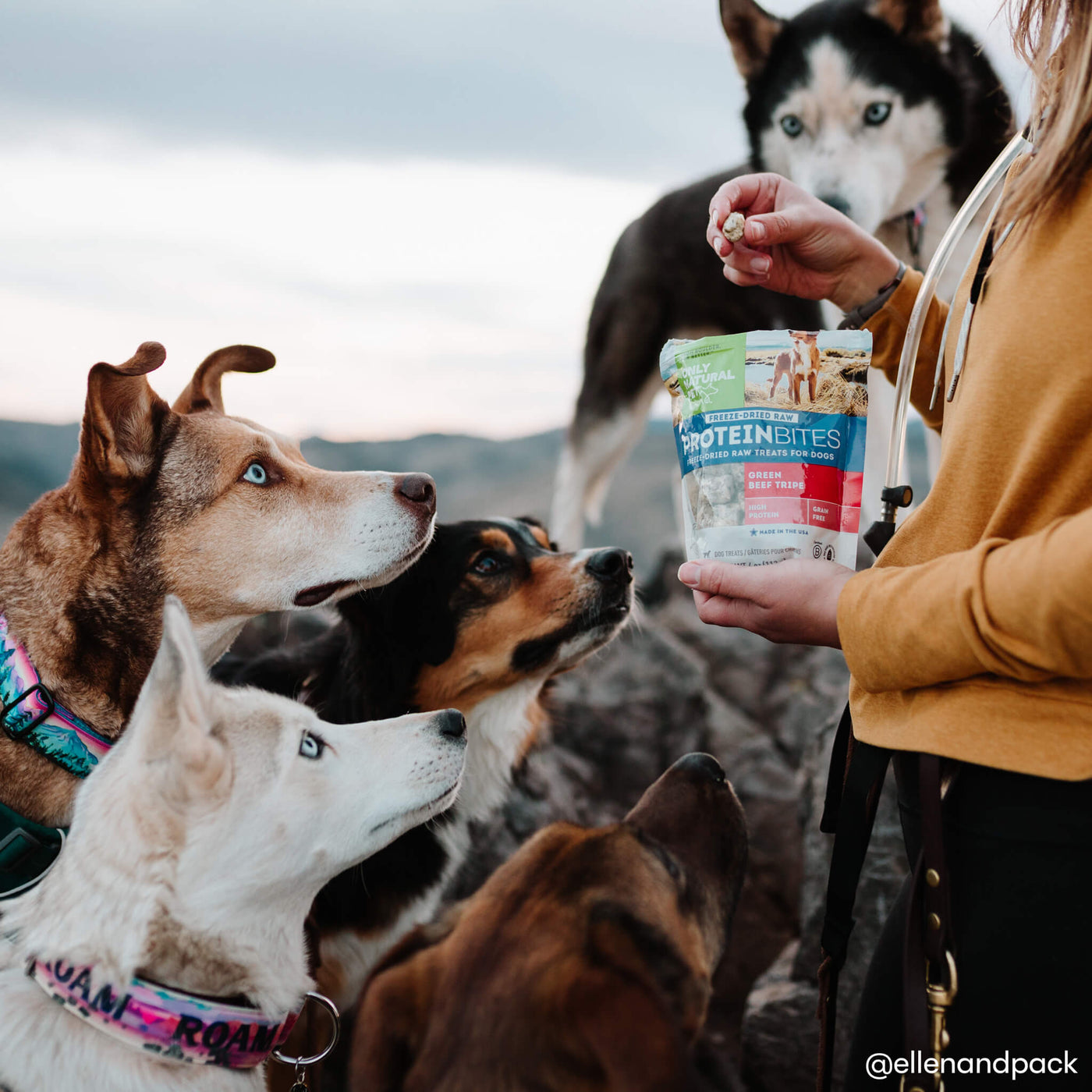 can dogs eat raw tripe